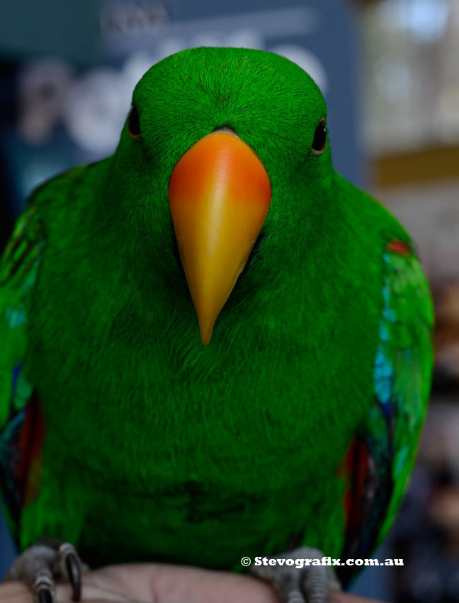 Eclectus parrot closeup