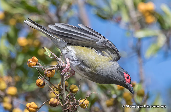 Male Australasian Figbird