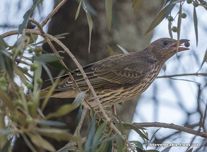 Female Australasian Figbird