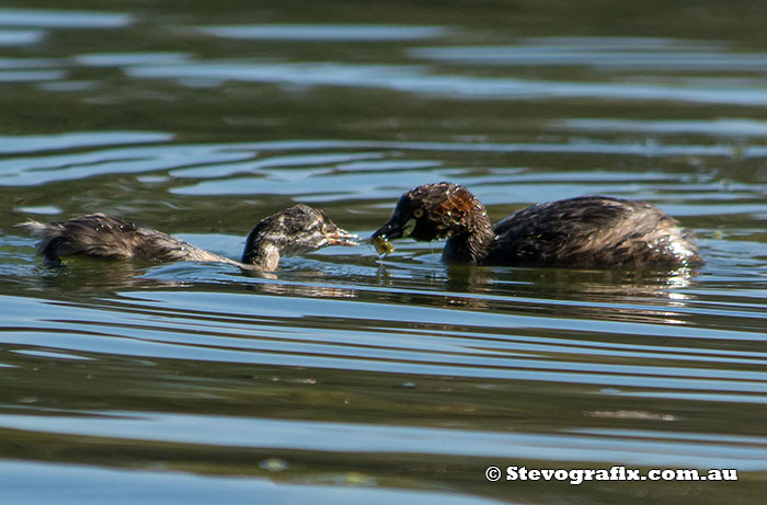 Australasian Grebe adult and juvenile