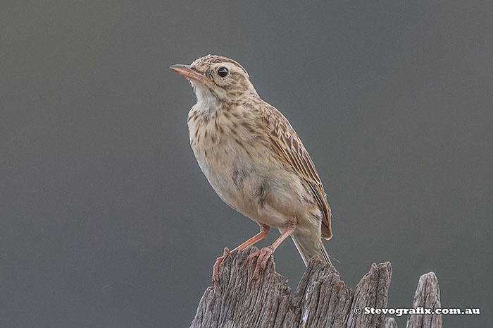 Australasian Pipit