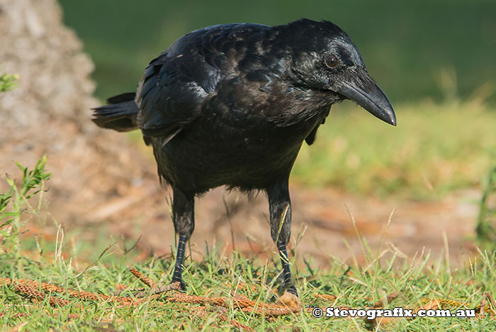 Juvenile Australian Raven
