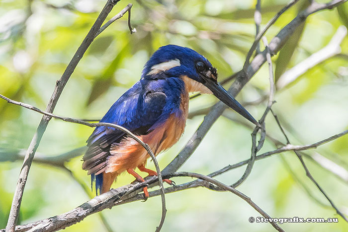 Azure Kingfisher