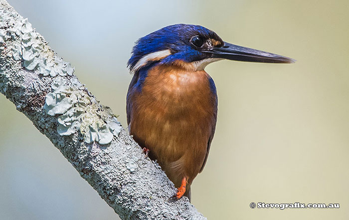 Azure Kingfisher