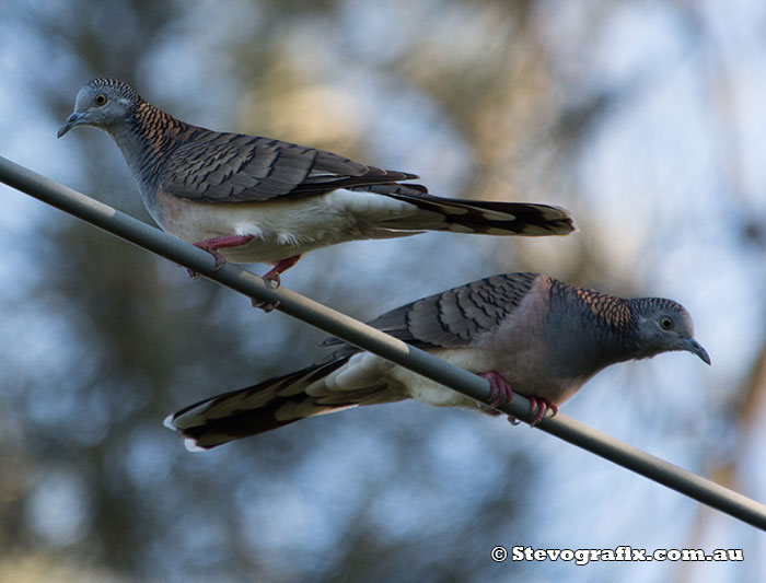 Bar-shouldered Doves