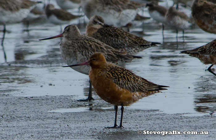 Bar-tailed Godwit in breeding colours