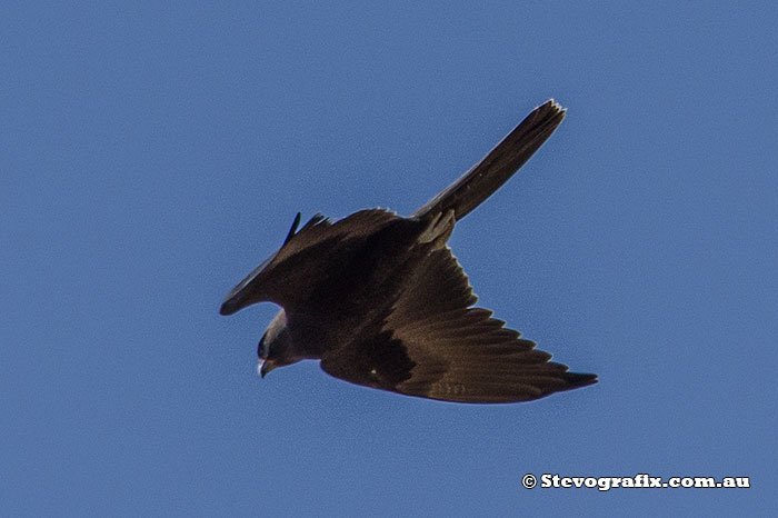 Black Falcon in flight