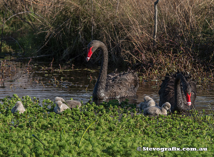 Black Swans with cygnets