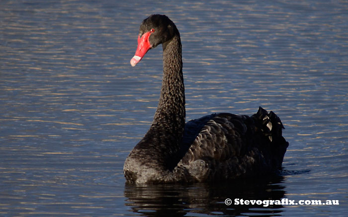 Black Swan at Seaford Wetlands, Vic