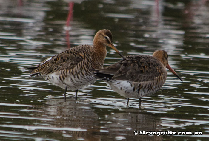 Black-Tailed Godwits in breeding colours