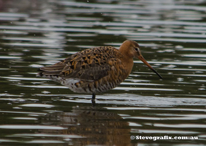 Black-Tailed Godwit in breeding colours