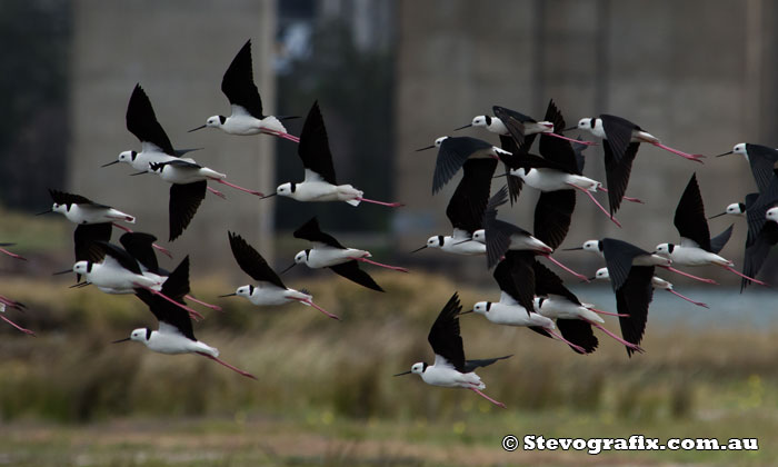 Black-wiinged Stilt flock in flight, Stockton Nov 2013.