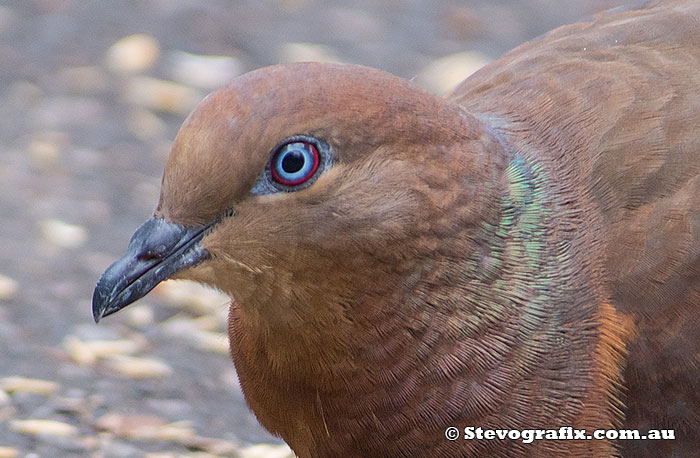 Brown Cuckoo-dove profile