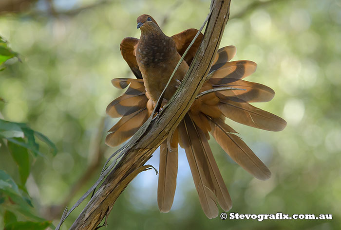 Brown Cuckoo-dove faning it's tail