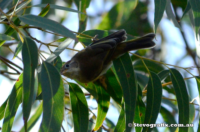 Brown-headed Honeyeater at Bambara Forest, NSW