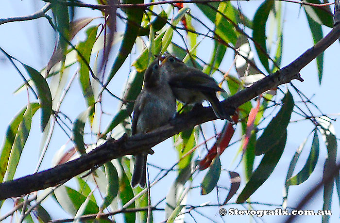 Brown-headed Honeyeater, Young begging for food at Bambara Forest, NSW