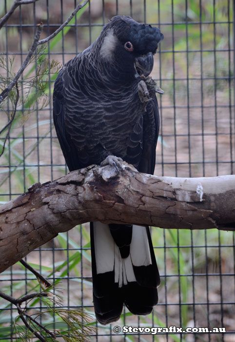 Carnaby's Black-Cockatoo