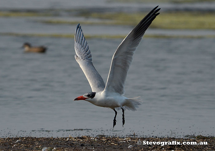 Caspian Tern taking off.