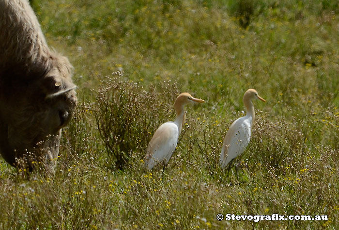 Cattle Egrets in Breeding colours
