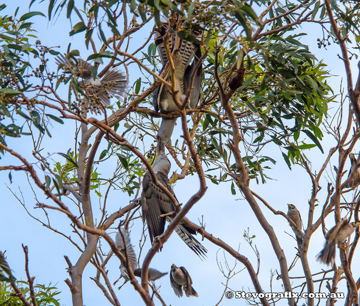 Channel-billed Cuckoos courtship