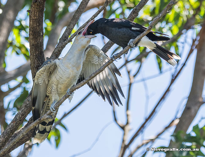 Channel-billed Cuckoo being feed by a Pied Currawong