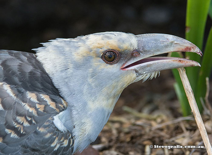 Juvenile Channel-billed Cuckoo