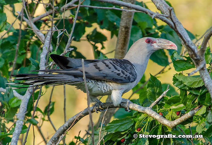 Channel-billed Cuckoo