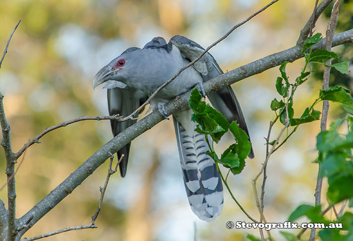 Channel-billed Cuckoo