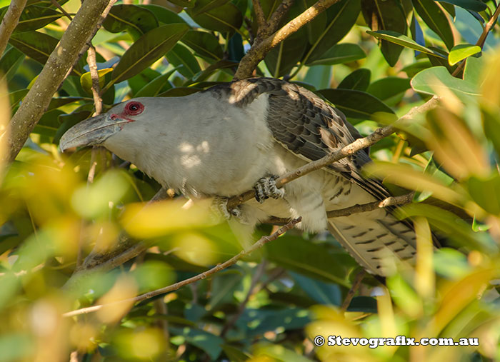 Channel-billed Cuckoo