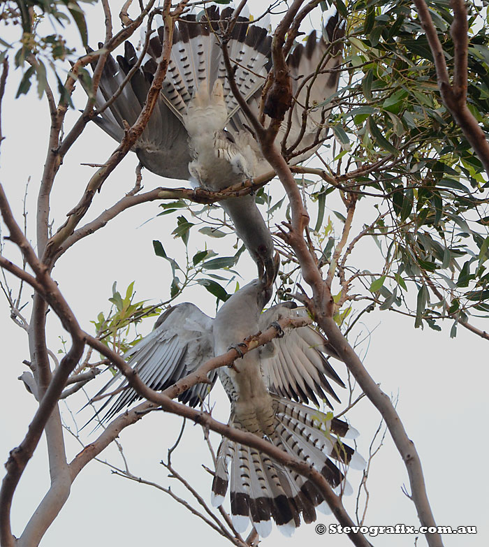 Channel-billed Cuckoos courting