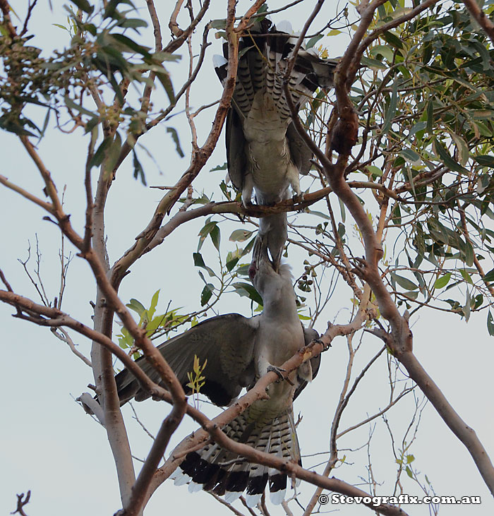 Channel-billed Cuckoos courting