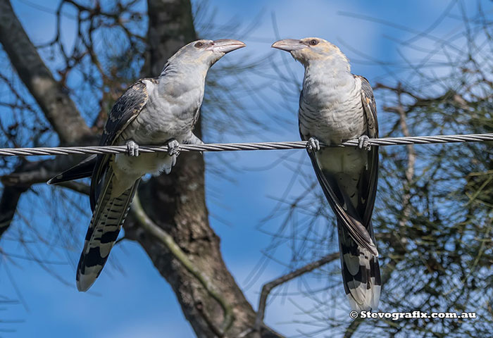 Juvenile Channel-billed Cuckoos