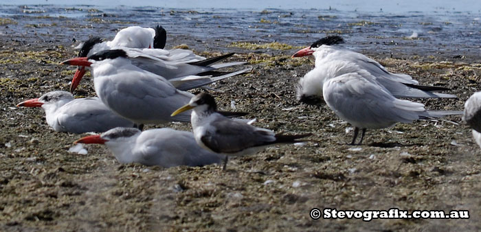 Crested tern with Caspian Terns