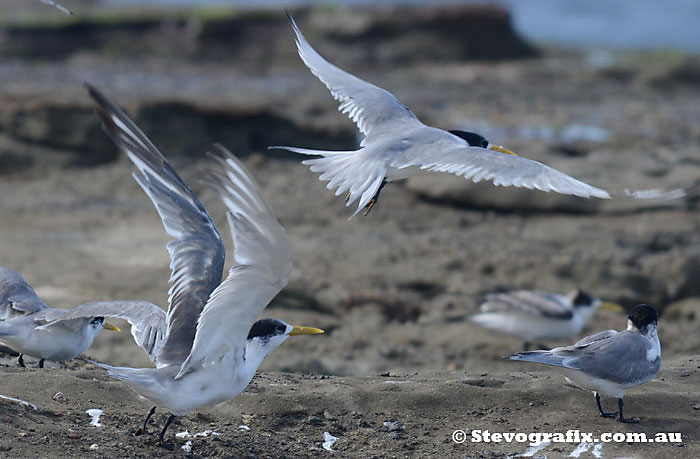 Crested Terns taking off