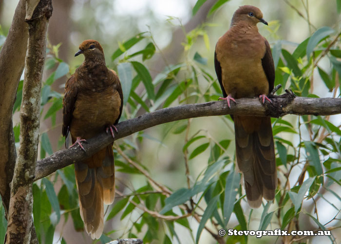 Brown Cuckoo-doves