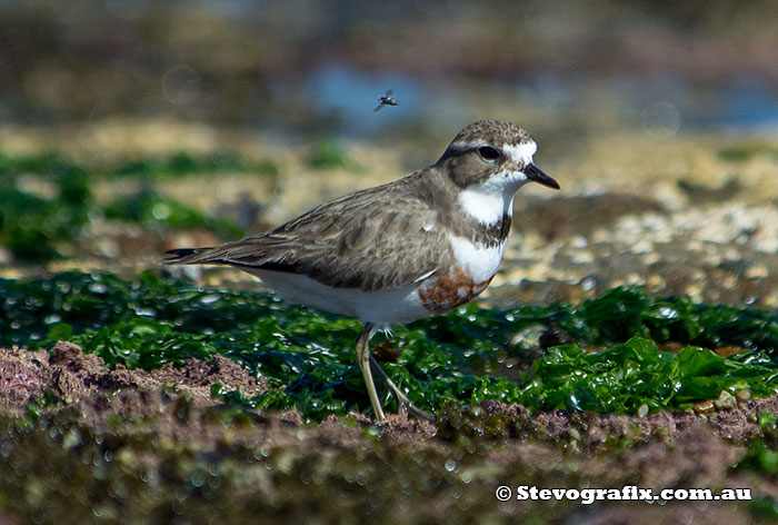 Double-banded Plover in breeding colours