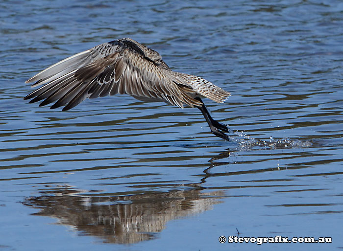 Eastern Curlew taking off