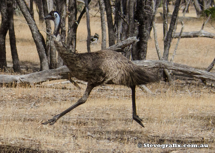 emu in full flight
