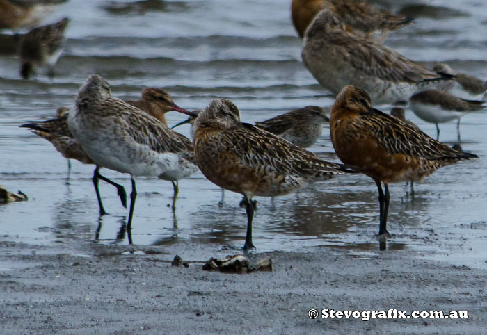 Bar-tailed Godwits showing breeding colours