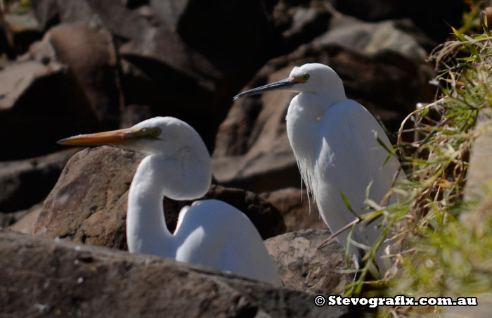 Great and Little Egrets