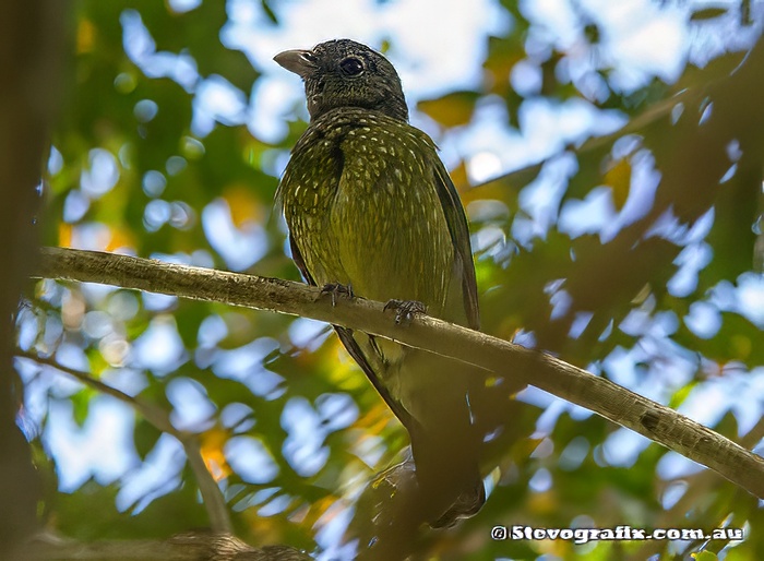 Green Catbird