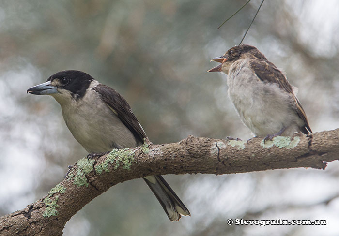 Male & juvenile Grey Butcherbird