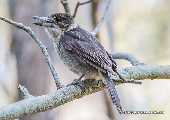 Juvenile Grey Butcherbird