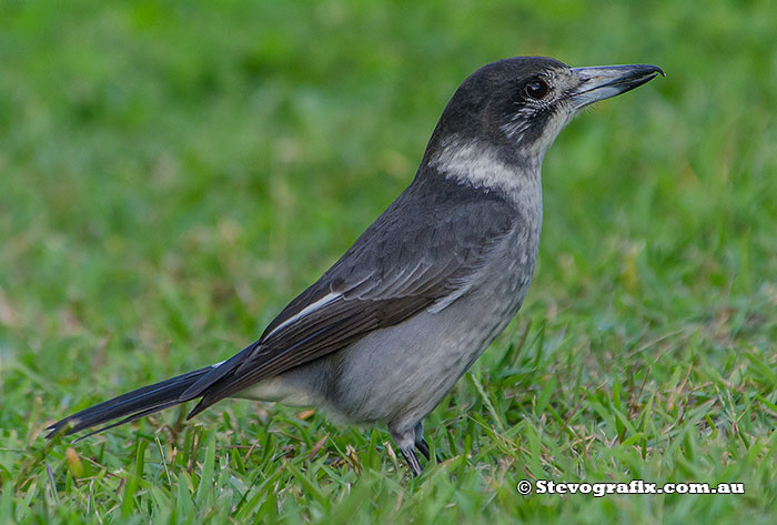 young Grey Butcherbird