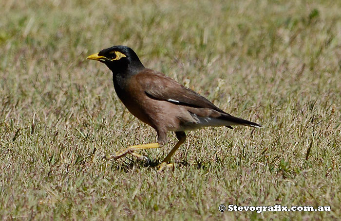 Common or Indian Mynah