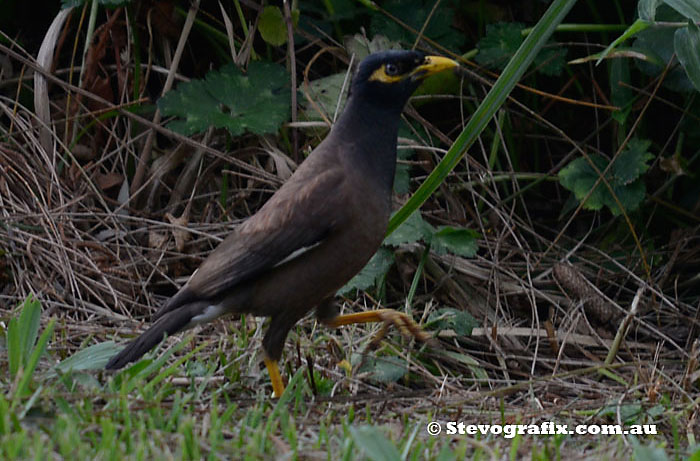 Indian or Common  Mynah