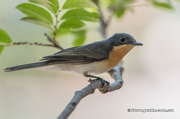 Female Leaden Flycatcher