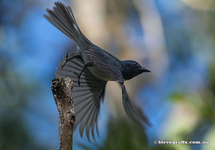 Male Leaden Flycatcher