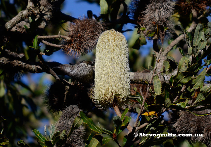 Little Wattlebird in Banksia