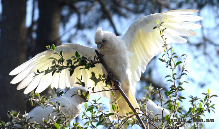 Little Corella wing display